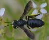 Andrena agilissima